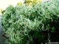 پیچ برفی - معرفی و راهنمای پرورش و نگهداری گیاهان زینتی فضای باز